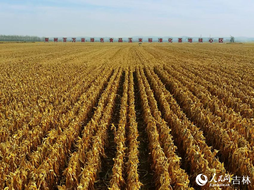 吉林黑土地上糧滿倉（資料圖片）。人民網(wǎng)記者 王海躍攝