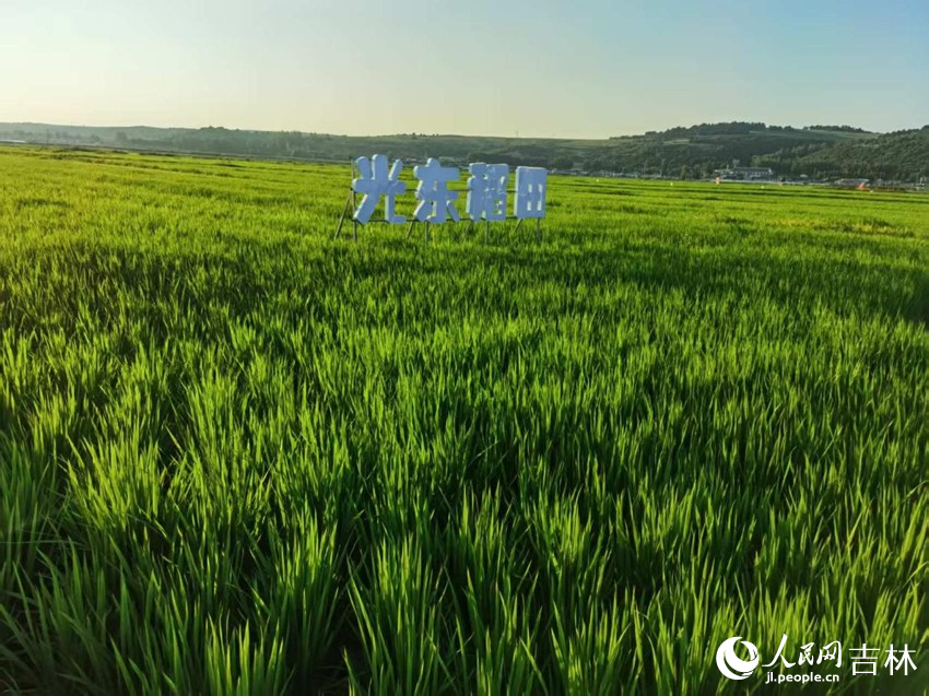 光東村稻田風(fēng)景美如畫（資料圖片）。人民網(wǎng)記者 王海躍攝