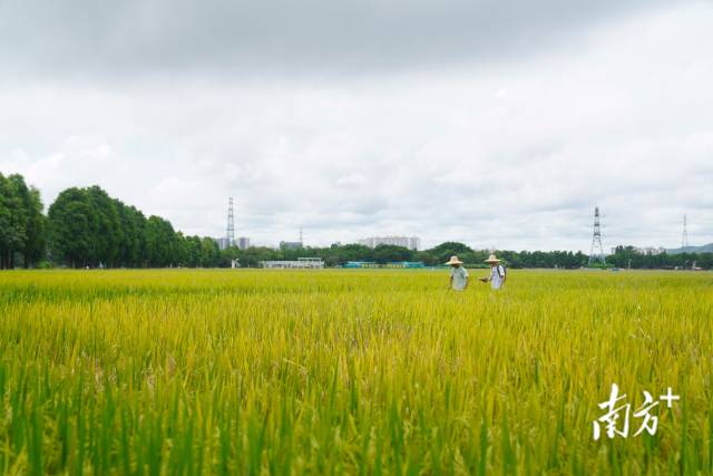 文化組的兩名成員正行走在稻田里。