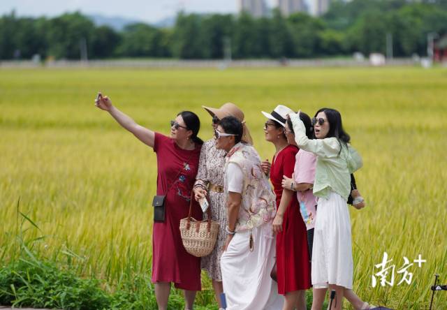 游客們在崖口村稻田前合影。