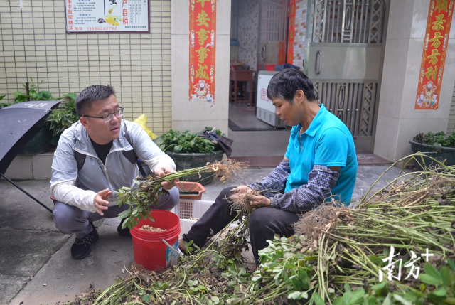 土地組成員張國(guó)強(qiáng)一邊幫村民做農(nóng)活一邊聊天。