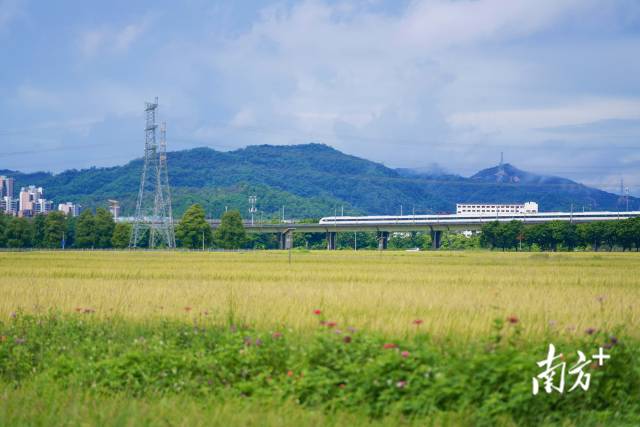 高鐵掠過(guò)崖口村稻田。
