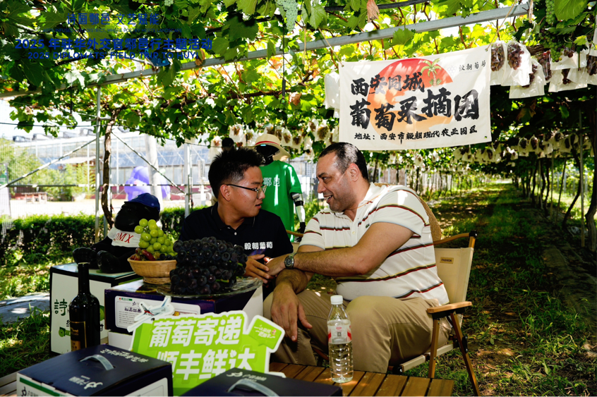 智慧“種”進(jìn)葡萄園 駐華外交官品讀鄉(xiāng)村振興“中國(guó)甜”_fororder_圖片5