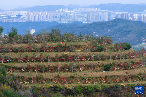 【高質(zhì)量發(fā)展看陜西】“上天”的延安蘋果，蘊(yùn)藏哪些新質(zhì)生產(chǎn)力