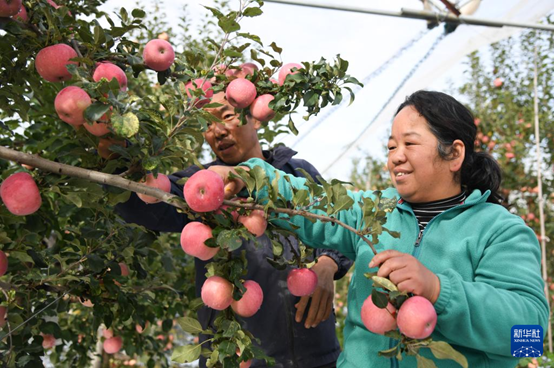 【高質(zhì)量發(fā)展看陜西】“上天”的延安蘋果，蘊(yùn)藏哪些新質(zhì)生產(chǎn)力
