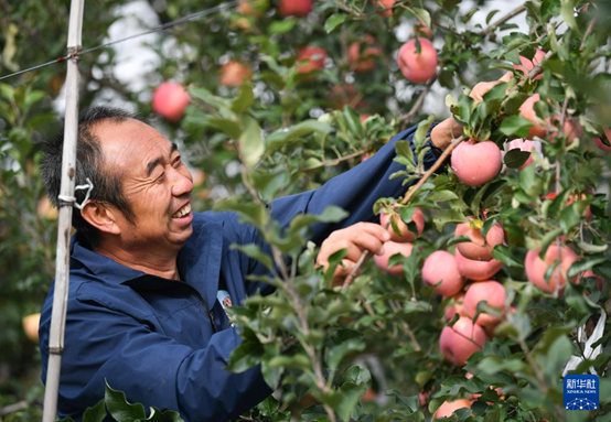 【高質(zhì)量發(fā)展看陜西】“上天”的延安蘋果，蘊(yùn)藏哪些新質(zhì)生產(chǎn)力