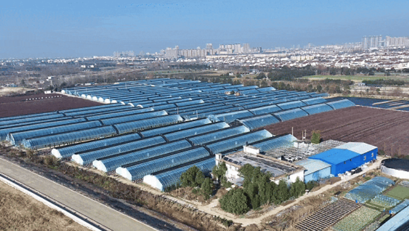 洋縣東聯(lián)村藍(lán)莓基地航拍。洋縣融媒體供圖