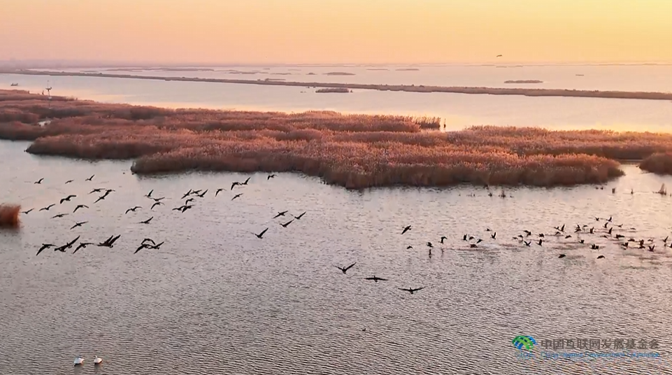 “兩山”理念與美麗中國丨濕地與候鳥，一場(chǎng)歲歲年年的相守
