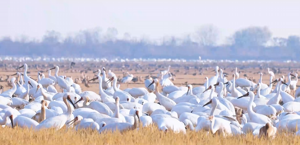 “兩山”理念與美麗中國丨濕地與候鳥，一場(chǎng)歲歲年年的相守