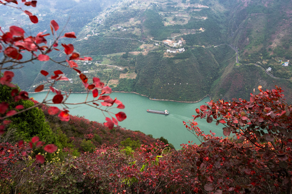 船舶行駛在紅葉掩映下的長(zhǎng)江三峽重慶市巫山縣水域（2023年11月30日攝）。新華社記者 肖藝九 攝