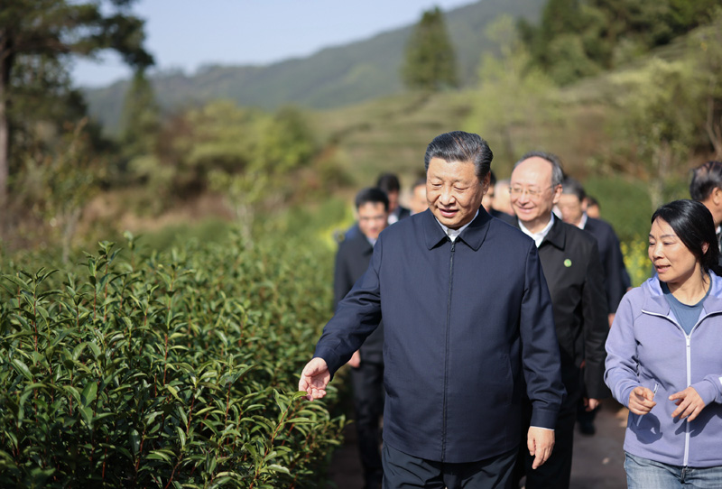 2021年3月22日下午，習(xí)近平在福建省南平市武夷山市星村鎮(zhèn)燕子窠生態(tài)茶園，察看春茶長(zhǎng)勢(shì)，了解當(dāng)?shù)夭璁a(chǎn)業(yè)發(fā)展情況。