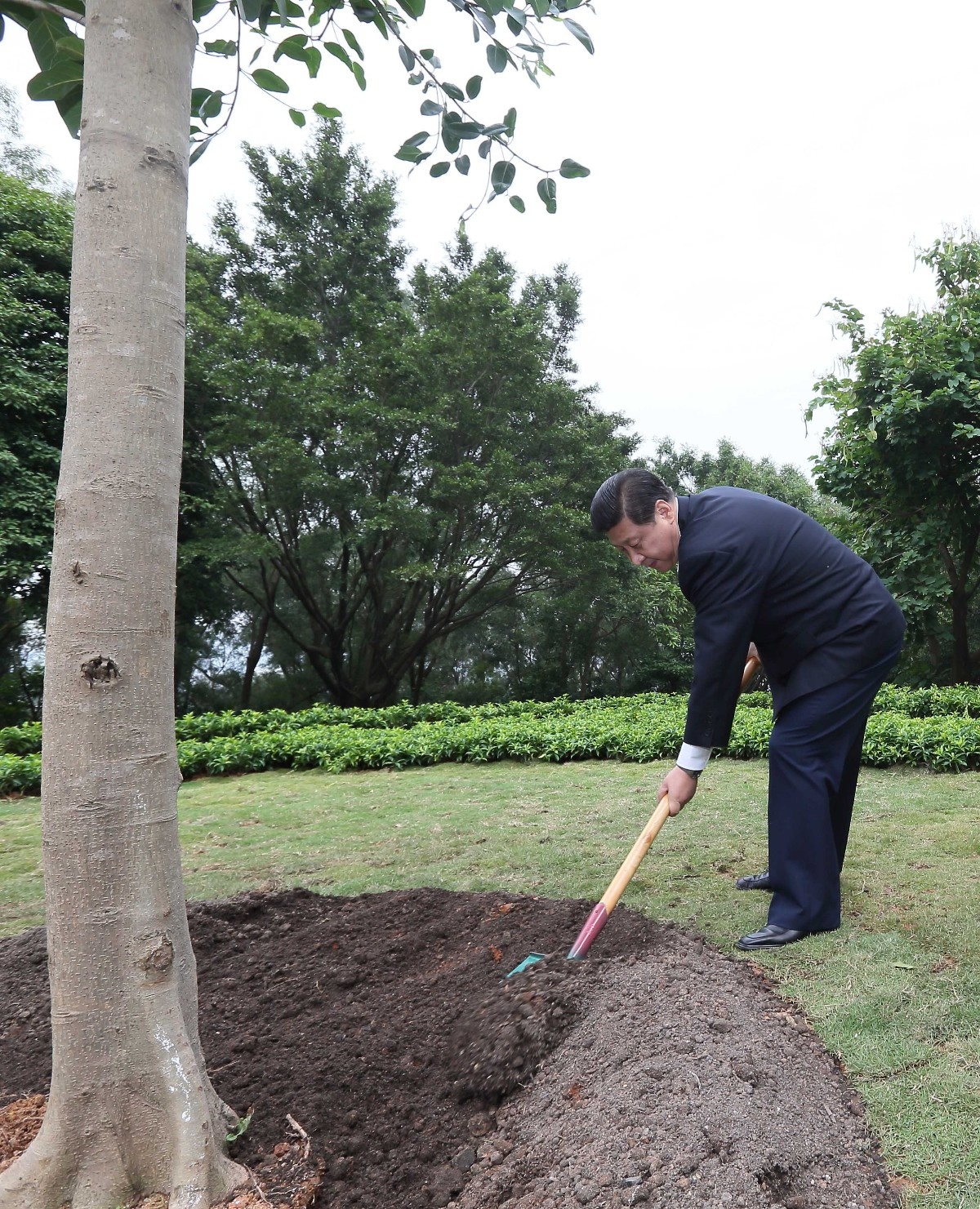 2012年12月8日，習(xí)近平在深圳蓮花山公園種下一棵高山榕樹。