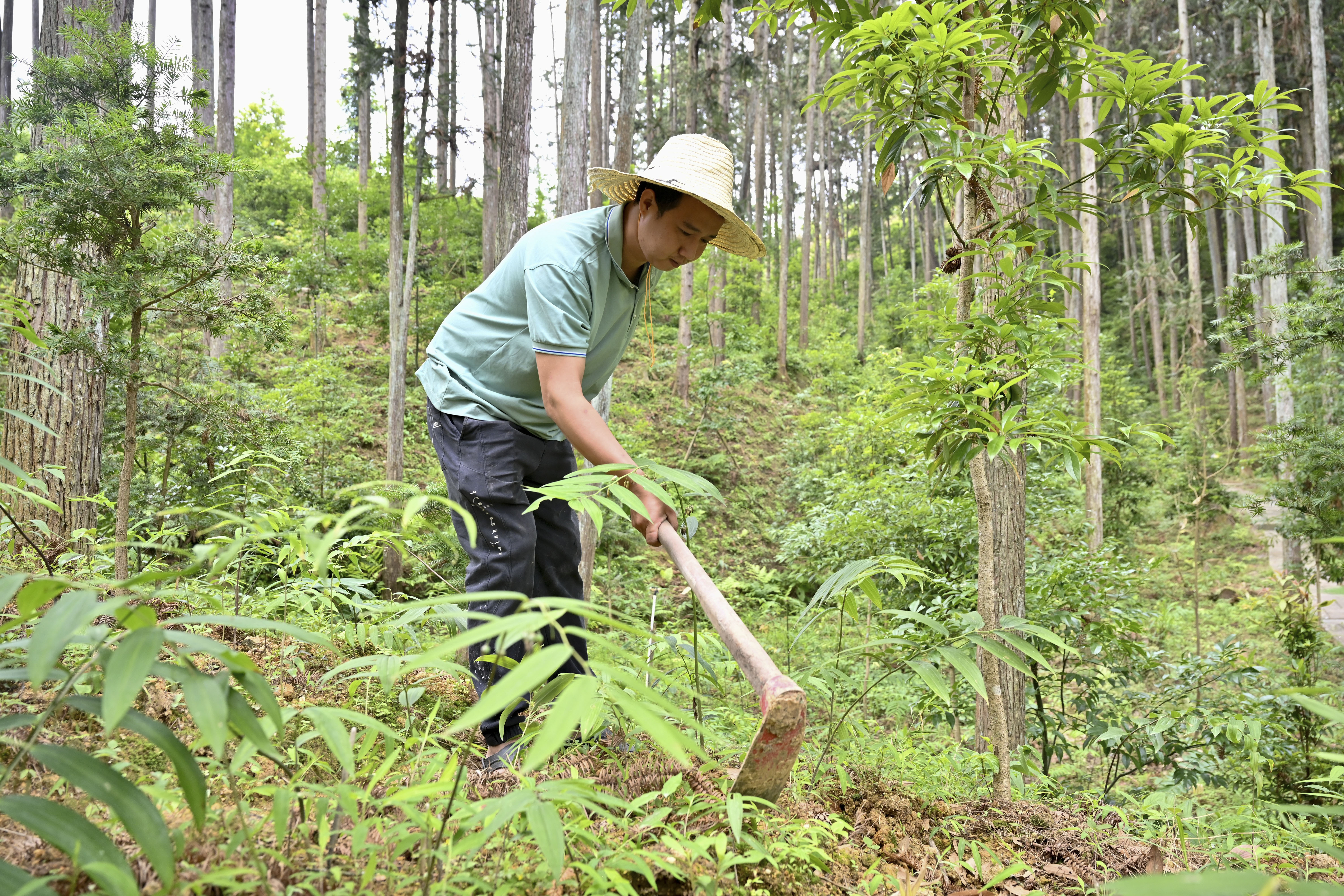 2024年5月9日，福建省三明市馬巖林下經(jīng)濟(jì)種植示范基地工人在管理林下種植的多花黃精。