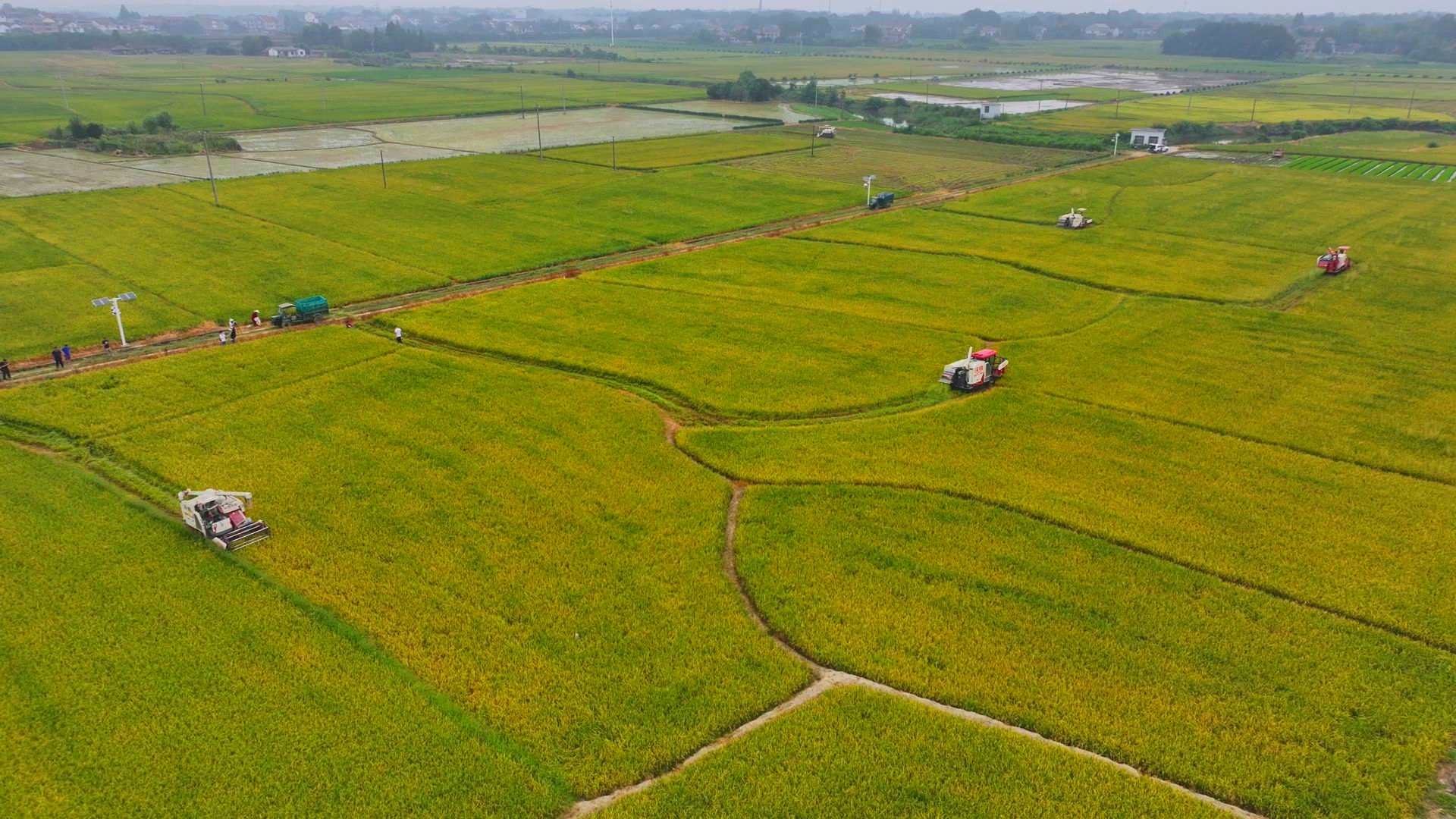 數(shù)臺收割機(jī)同時作業(yè)。常德市鼎城區(qū)融媒體中心供圖