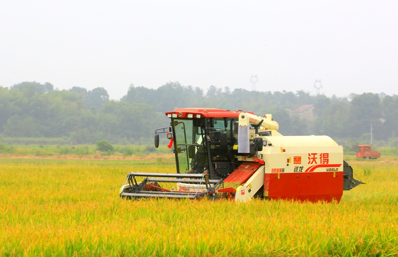 早稻收割忙，農(nóng)機(jī)來助力。常德市鼎城區(qū)融媒體中心供圖