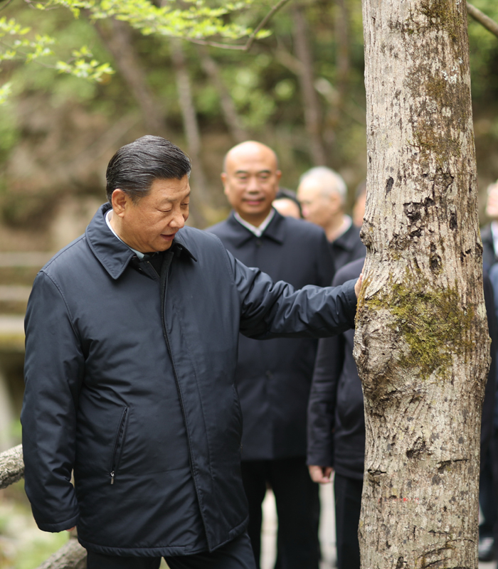 　2020年4月，習(xí)近平總書記來(lái)到位于商洛市柞水縣的秦嶺牛背梁國(guó)家級(jí)自然保護(hù)區(qū)，考察秦嶺生態(tài)保護(hù)情況。新華社記者 鞠鵬 攝