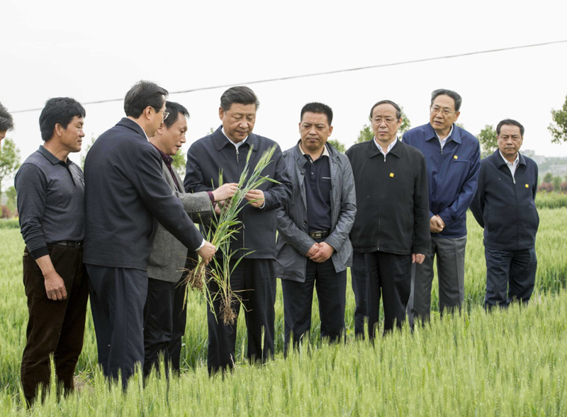 2016年4月25日下午，習(xí)近平在安徽滁州市鳳陽(yáng)縣小崗村察看小麥長(zhǎng)勢(shì)。左一為種糧大戶程夕兵。新華社記者 李學(xué)仁 攝