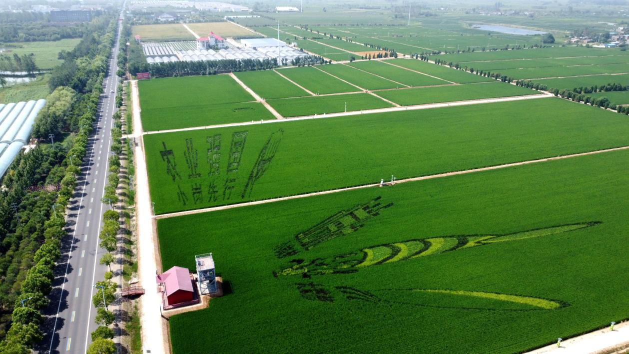俯瞰小崗村高標(biāo)準(zhǔn)農(nóng)田。鳳陽(yáng)縣委宣傳部供圖