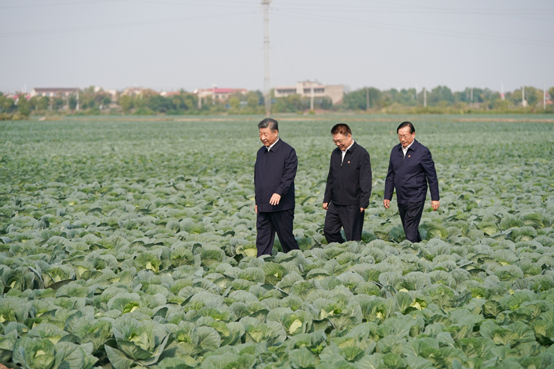 2024年11月5日，習(xí)近平總書記在湖北嘉魚潘家灣鎮(zhèn)十里蔬菜長(zhǎng)廊考察。