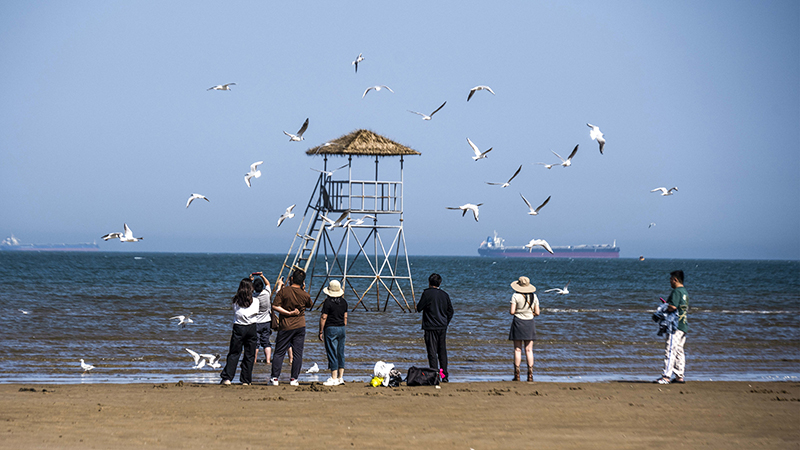 2024年5月12日，河北秦皇島，北戴河鴿子窩公園成群海鷗在天空中自由翱翔，與大海、藍(lán)天構(gòu)成了一幅美麗的畫卷。