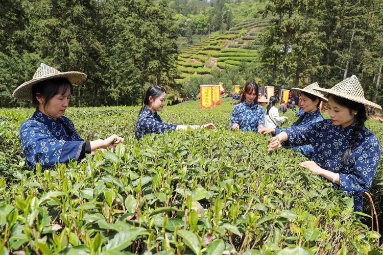 2025年4月13日，福建武夷山市星村鎮(zhèn)朝陽(yáng)村茶農(nóng)在生態(tài)茶園展示采茶。新華社發(fā)（邱汝泉 攝）