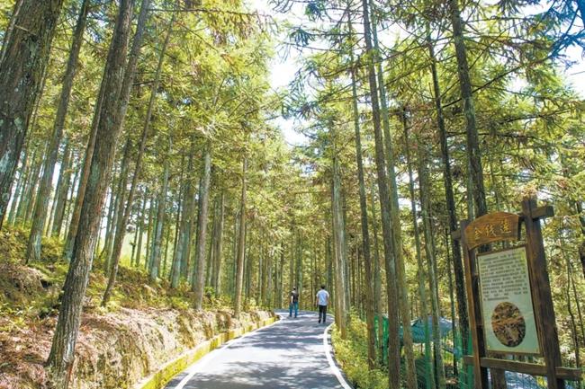 福建周寧縣黃振芳家庭林場(chǎng)。（圖源：央視新聞）