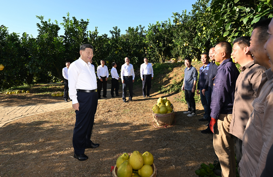 2025年11月7日，習(xí)近平總書(shū)記在梅州市梅縣區(qū)雁洋鎮(zhèn)南福金柚種植基地考察時(shí)，同果農(nóng)和農(nóng)技人員親切交流。