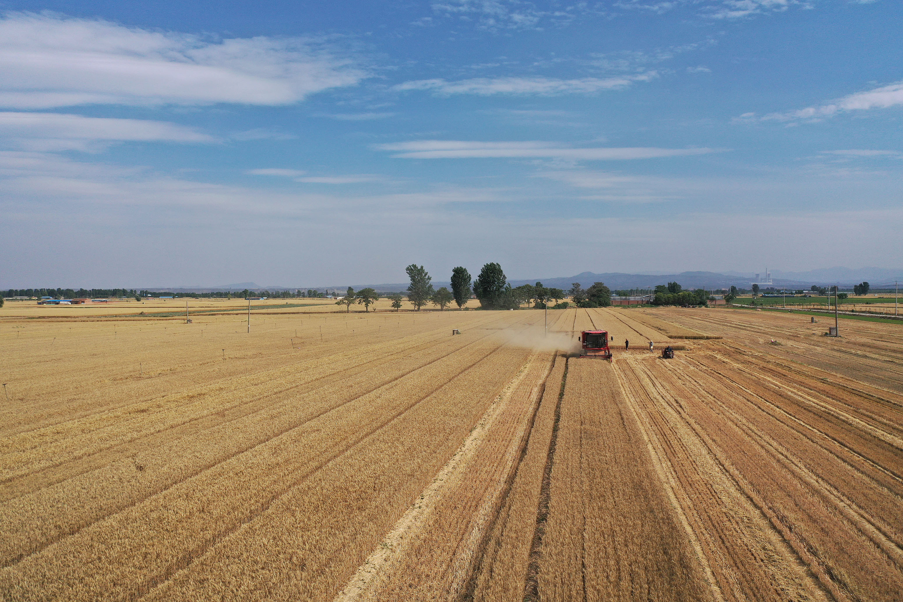 2025年6月3日，河南焦作，溫縣黃河街道灘王莊村農(nóng)民駕駛收割機(jī)收獲小麥。