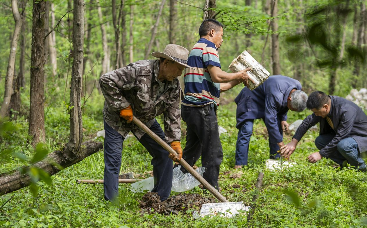 2025年4月16日，江西新余，仙女湖區(qū)河下鎮(zhèn)花園村林場(chǎng)，人們正在搬運(yùn)、栽植靈芝菌棒。