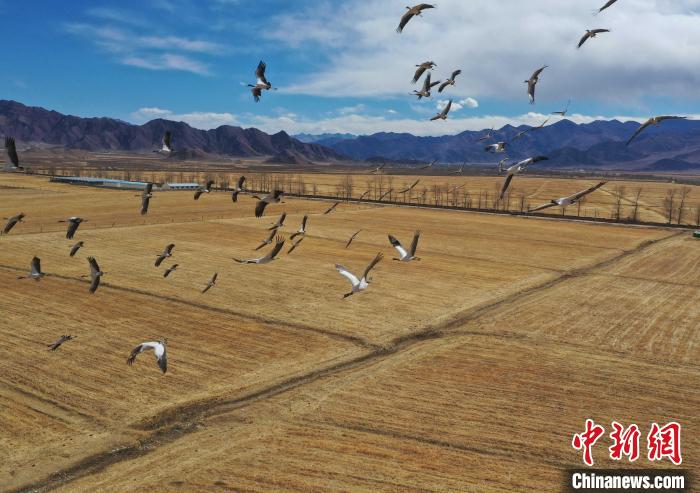圖為黑頸鶴在拉薩市林周縣境內(nèi)飛翔?！∝暩聛硭?攝