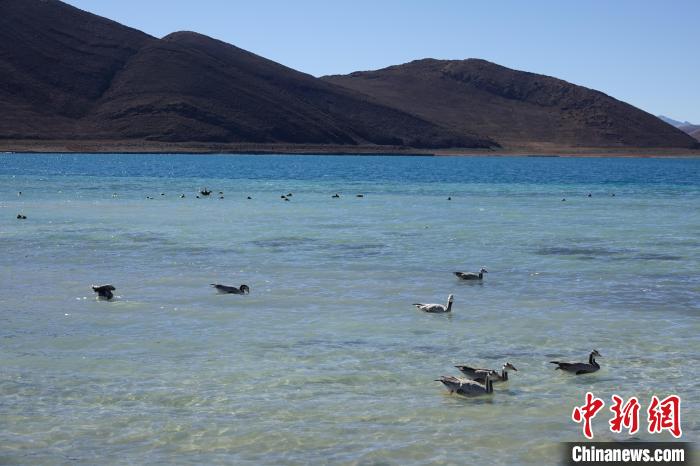 圖為過冬的候鳥在羊湖游弋?！∪轿木?攝