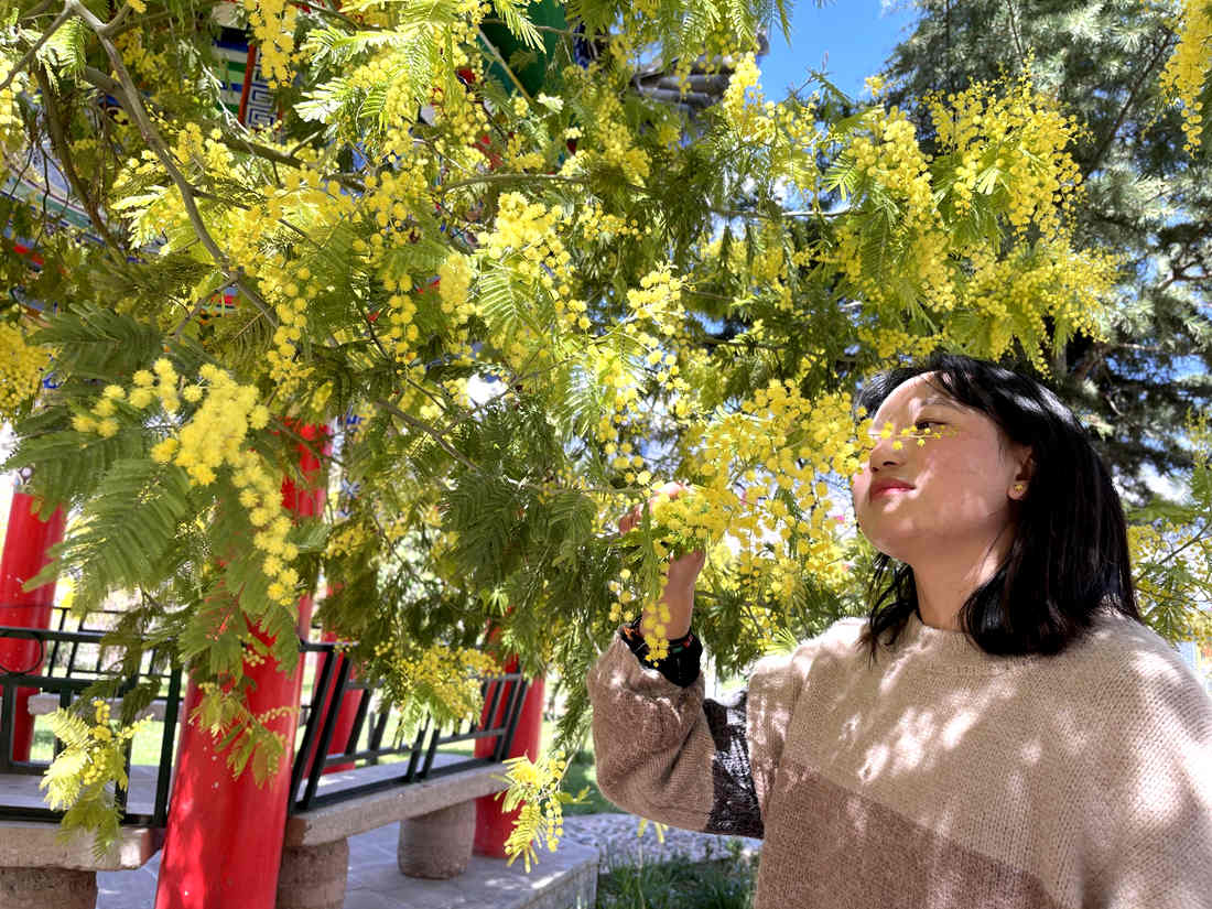 游客仔細(xì)觀賞黃絨絨的金合歡花。