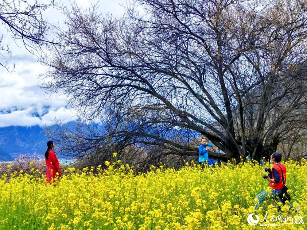 游客在桃花下拍照留念。人民網(wǎng) 李海霞攝