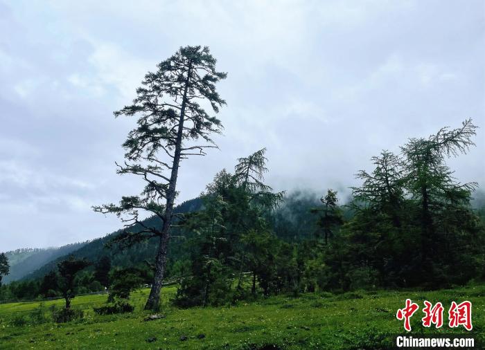 6月10日，魯朗小鎮(zhèn)高山牧場(chǎng)景區(qū)風(fēng)光?！∪轿木?攝