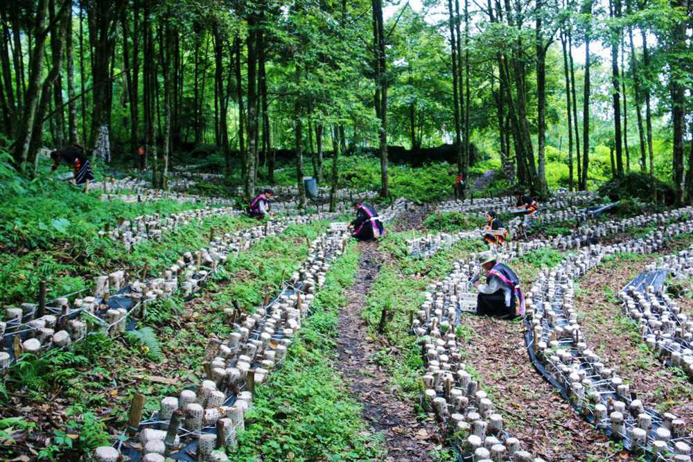 木耳種植基地。次仁央宗攝
