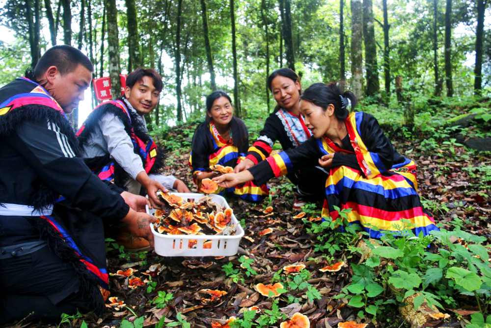 村民采摘林芝。次仁央宗攝