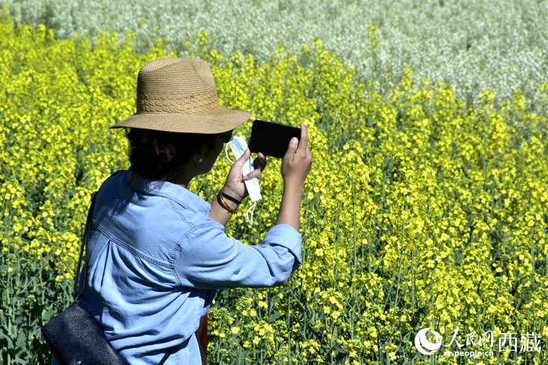大片油菜花吸引游客到來。人民網(wǎng) 李海霞攝