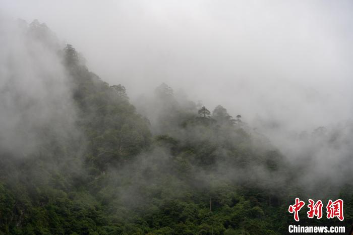 雨后勒布溝的云霧?！〗w波 攝