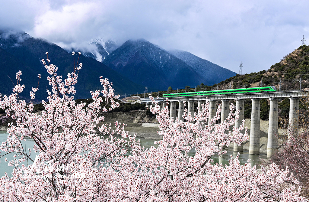 西藏林芝：雪域高原列車穿越花?！?】