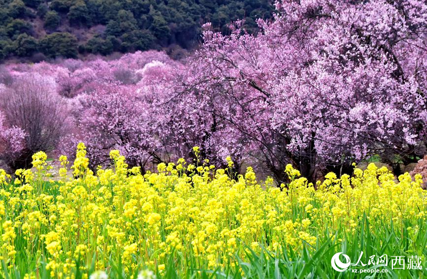 桃花與油菜花勾勒出別樣風(fēng)景。 人民網(wǎng) 李海霞攝