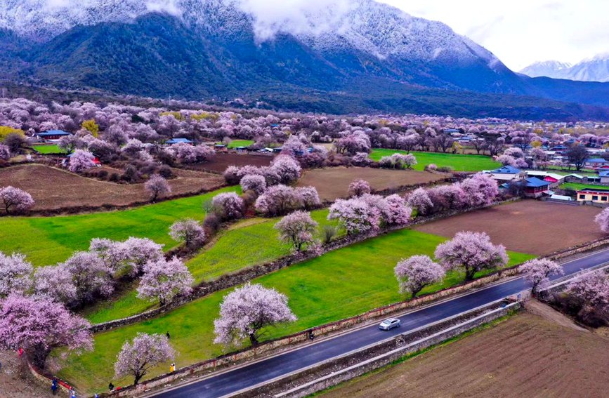 波密縣傾多鎮(zhèn)如納村盛開的桃花。徐馭堯攝