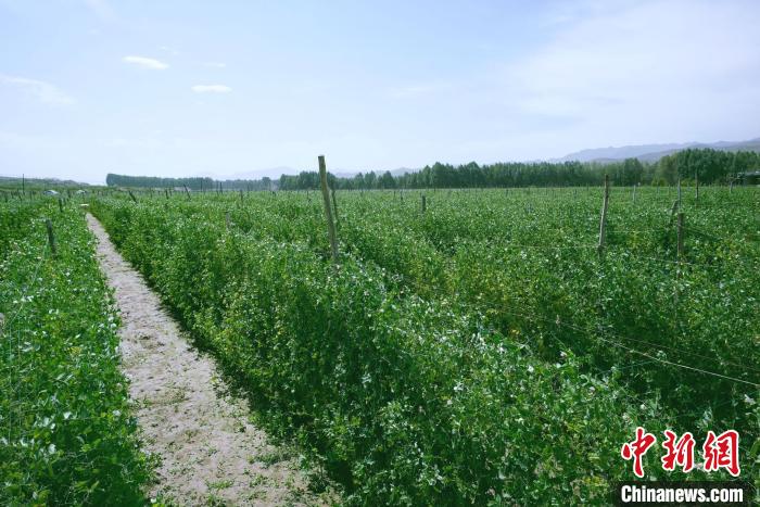 天?？h高原綠色(有機(jī))蔬菜基地種植的食用莢豆?！￡I道華 攝