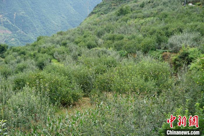 黃草坪村蘋果基地?！∽g 攝