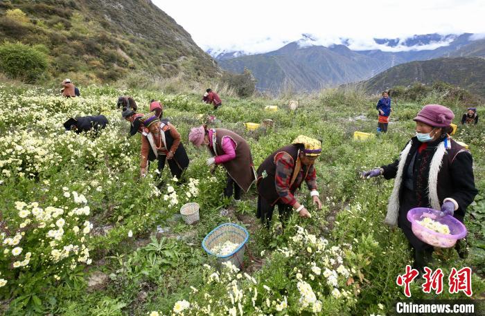 “落戶”黑水的杭白菊。桐鄉(xiāng)市宣傳部提供