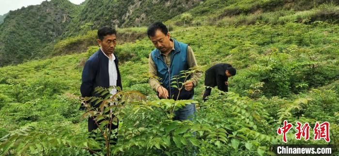 圖為張金利調(diào)研適合阿拉村種植的農(nóng)作物，經(jīng)過不斷改良技術(shù)后，產(chǎn)量大大提高。(資料圖)甘肅省水利廳供圖