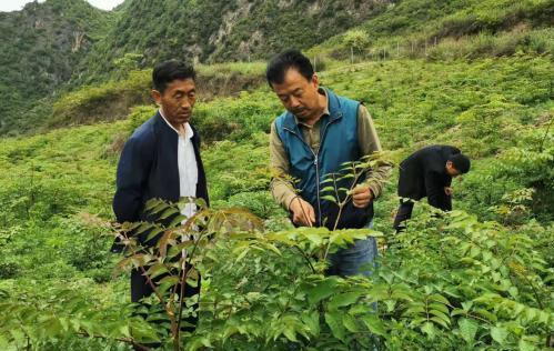 圖為張金利調(diào)研適合阿拉村種植的農(nóng)作物，經(jīng)過不斷改良技術(shù)后，產(chǎn)量大大提高。(資料圖)甘肅省水利廳供圖