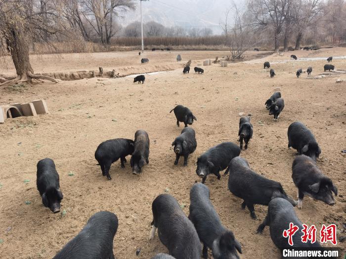圖為藏香豬?！∑钤鲚?攝