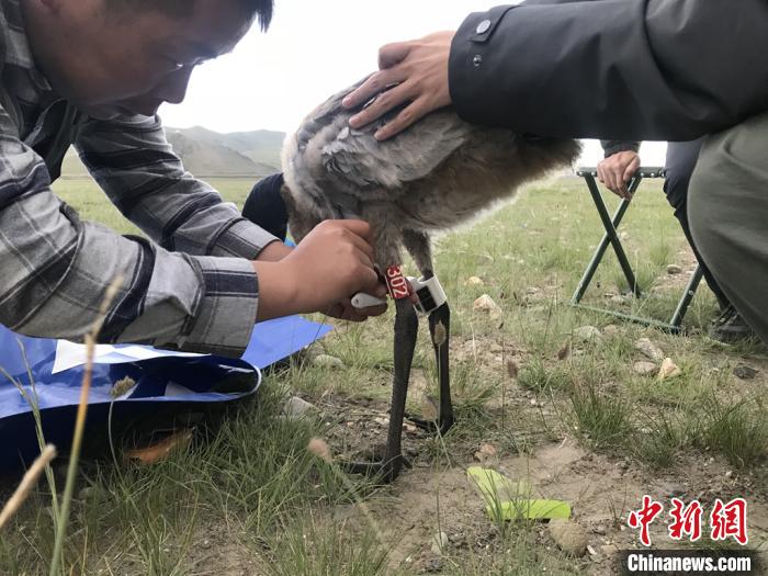圖為研究人員為黑頸鶴佩戴GPS跟蹤設(shè)備。祁連山國家公園青海省管理局供圖