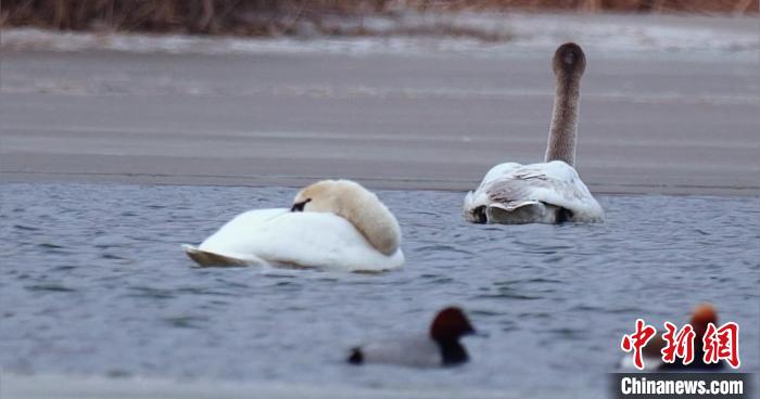 圖為疣鼻天鵝水面休憩?！∏嗪?guó)家公園觀鳥協(xié)會(huì)供圖 攝