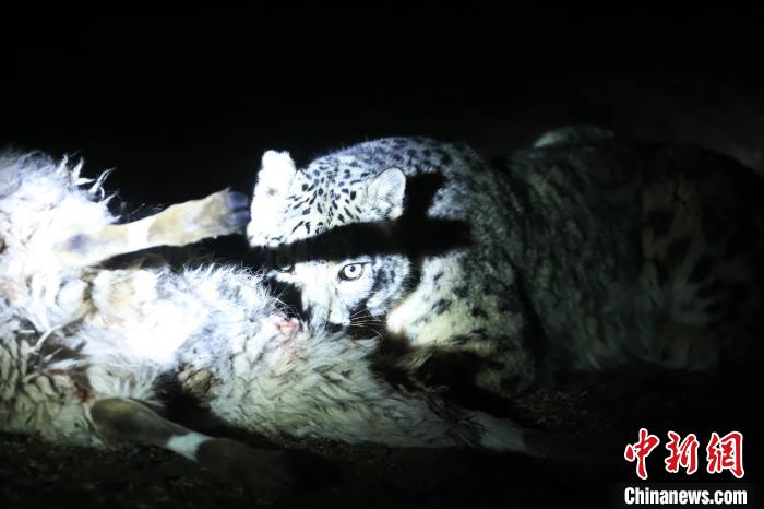 長(zhǎng)江源、瀾滄江源啟動(dòng)旗艦物種雪豹及棲息地保護(hù)項(xiàng)目